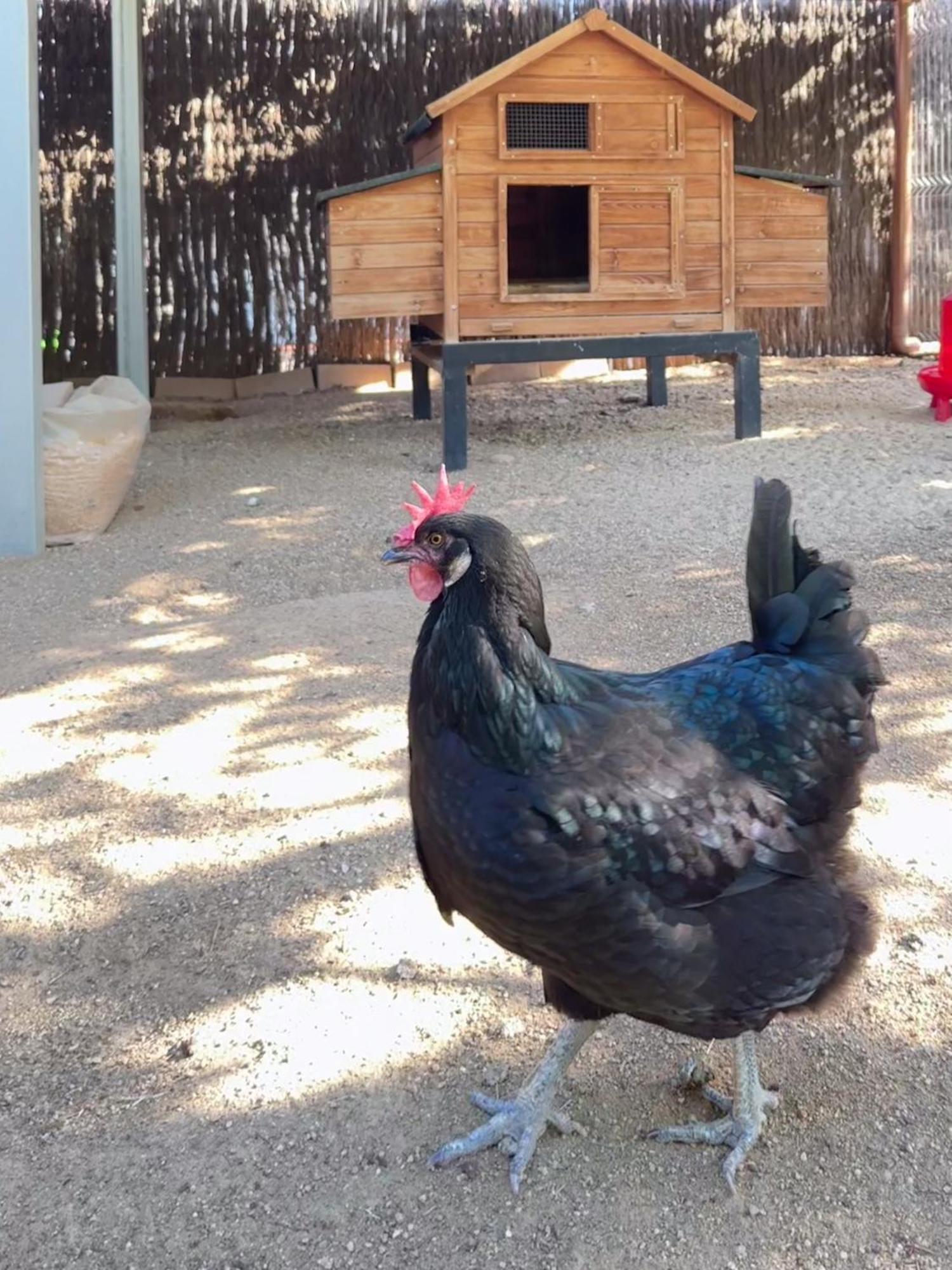 Mas Can Calet Aparthotel Les Franqueses del Vallès المظهر الخارجي الصورة